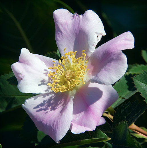 wild rose